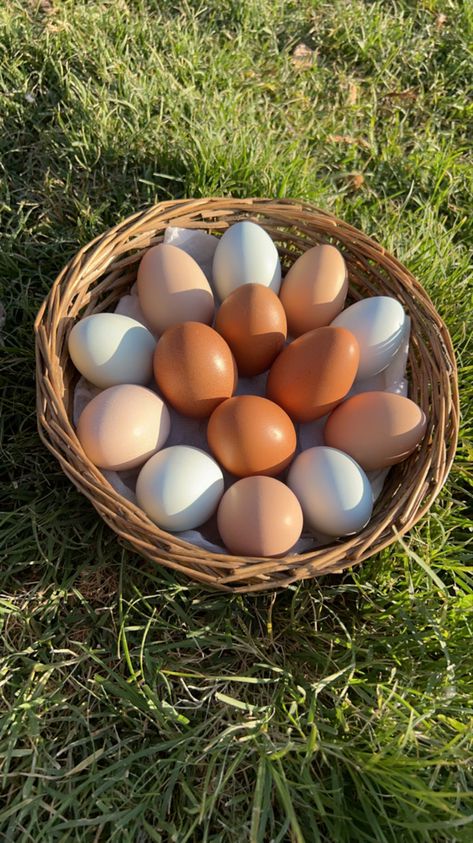 Homesteading Aesthetic Wallpaper, Chicken Eggs Aesthetic, Chicken Astetic, Chicken Farm Aesthetic, Crops Aesthetic Farm, Cute Farm Aesthetic, Mini Farm Aesthetic, Farming Aesthetic Country Living, Off The Grid Aesthetic