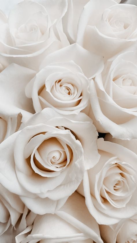 Cream Roses Tan Roses Aesthetic, Wedding Astethic Wallpaper, White Roses Aesthetic, White Roses Wallpaper, Wallpaper Cream, Rose Flower Wallpaper, Animal Print Wallpaper, Cream Aesthetic, Nourish Your Body