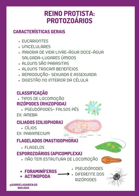 REINO PROTISTA: PROTOZOÁRIOS ENEM RESUMOS Study Hall, Med Vet