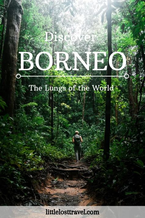 Known as ‘the lungs of the world,’ these incredible rainforests soak up more carbon dioxide than trees in the Amazon rainforest, according to the Journal of Ecology. | Borneo travel tips | Borneo | Asia travel | Rainforest Artwork, Forest Activities, Lizard Craft, Borneo Travel, Borneo Rainforest, Nature Photography Tips, The Amazon Rainforest, Travel Destinations Asia, Asia Travel Guide