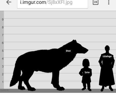 Ghost is how tall Gilbert is in direwolf form. "Direwolves are an unusually large and intelligent species of wolf." Direwolf Art, Ghost Direwolf, Dire Wolf, Generators, A Song Of Ice And Fire, Awesome Stuff, Wolves, Ghost, Horses