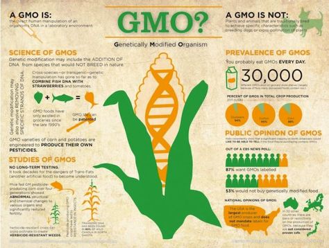 Genetically Modified Organisms (GMO) is a laboratory process in which it takes the genes from one species of organism and put the genes into another organism. GMOs work on plants and animals. Some common GMOs are soy, corn, milk, sugar, cotton, etc. Genetically Modified Food, Gmo Foods, Genetic Engineering, Organic Vegetable Garden, Organic Gardening Tips, Fact Sheet, Genetically Modified, Environmental Science, Biotechnology