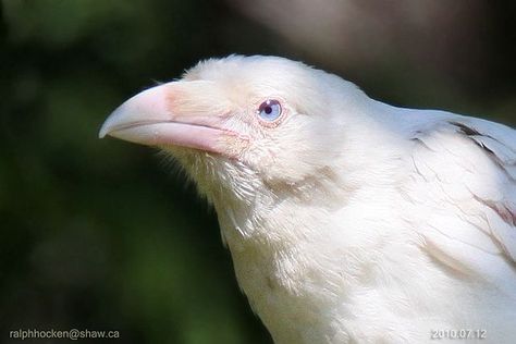 One of the famed leucistic Common ravens of Parksville, BC, where a pair has been breeding for a decade. Common Raven, Albino Animals, Pretty Animals, Pretty Birds, 인물 사진, Animal Photo, Crows, Ravens, 귀여운 동물