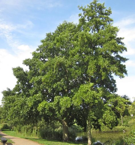 Conifer Cone, Creative Gardens, Alder Tree, Western Asia, Old Trees, River Bank, Urban Area, North Africa, The Common