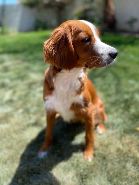 Sophie the Golden cavalier/ King Charles/golden retriever mix Golden Retriever Cavalier King Charles, Golden Cavalier Dog, Golden Cavalier, Mini Golden Retriever, Mixed Dog Breeds, Cavalier Dog, Golden Retriever Mix, Different Dog Breeds, Dream Dog