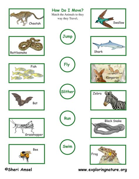 SCIENCE :ANIMALS: Worksheet 3 - Match The Animals To The Way They Mo...