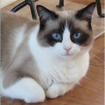 Snowshoe Siamese, Snow Shoe, Snowshoe Cat, Snowshoes, Ragdoll Cats, Siamese Kittens, Scientific Name, Image Chat, Kitty Kitty