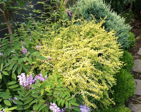 Evergreen shrub, variegated leaves pop in the shade Lonicera Nitida, Pacific Northwest Garden, Green Valley, Golden Glow, Evergreen Shrubs, Types Of Plants, The Landscape, Hedges, Front Yard Landscaping