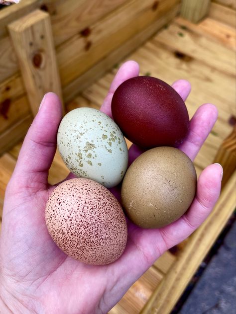 Rainbow Eggs, colorful eggs, chickens, backyard chickens, farm, poultry, chicks, Marans, Olive Eggers, Cream Legbars Wyandotte Chicken Eggs, Backyard Chickens Diy, Chicken Egg Colors, Rainbow Chicken, Wyandotte Chicken, Chicken Coop Garden, Eggs For Sale, Backyard Chicken Coop Plans, Urban Chickens