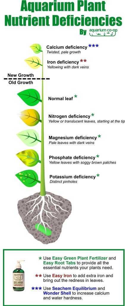 Plant Nutrition - Aquarium Co-Op Plant Nutrient Deficiency, Plant Deficiencies, Fish Tank Terrarium, Aquarium Maintenance, Aquascape Design, Fresh Water Fish Tank, Live Aquarium Plants, Fish Tank Plants, Plant Nutrients