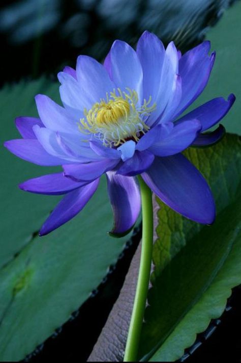 Sweet bluish purple. A dreamy dream... “@natalycriz: pic.twitter.com/2hefUGoPbk” Water Lilly, Meteor Garden 2018, Blue Lotus, Water Lily, Exotic Flowers, Lily Flower, Purple Flower, Water Plants, Flower Beauty