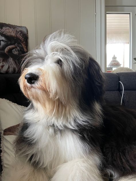 Working Dog, Bearded Collie, Puppies And Kitties, English Sheepdog, Dog Clip, Old English Sheepdog, Collie Dog, Dog Houses, Animals Of The World