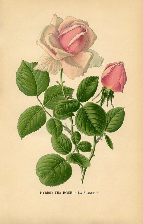 Vintage Printable Tea Rose Illustration Rose, Pink And White Roses, Victorian Illustration, The Graphics Fairy, Rose Illustration, Illustration Botanique, Rose Images, Graphics Fairy, Hybrid Tea Roses