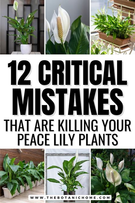 Indoor peace lily plant surrounded by decor showing essential care tips for peace lily plants thriving in household environments. Peace Lily Care Outdoor, Day Lilies Care, Peace Lily Plant Care, Lilly Plants, Peace Lily Flower, Peace Lily Care, Peace Plant, Lily Plant Care, Lily Care