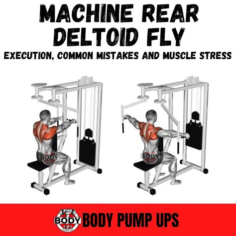 Machine Rear Deltoid Fly

Machine Rear Deltoid Fly is an excellent exercise for the rear deltoid. The rear deltoid fly machine provides a uniform resistance throughout the range of motion. This machine also offers several technical adjustments to grip. Trajectory and range of motion are used to isolate the posterior deltoid.

How you hold the handles affects the degree of rotation at the shoulder joint. Using the horizontal handles with a pronated grip (palms down) is the best method of isolatin Rear Fly Exercise, Rear Delt Fly Machine, Rear Deltoid Exercises, Rear Delt Fly, Delt Fly, Deltoid Workout, Andrew Huberman, Rear Delt, Gym Machines