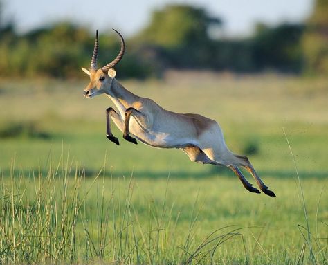 Springbok Tattoo, Springbok Animal, Deer Jumping, Bespoke Chair, Deer Photos, Art Of Photography, Trail Camera, Fantasy Creature, Animal Study