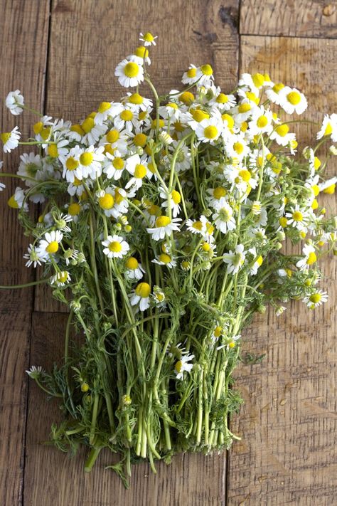 Fresh Chamomile and Orange Tea Orange Tea, Chamomile Tea, Tea Garden, Chamomile Flowers, Healing Herbs, Edible Flowers, Herb Garden, Pretty Flowers, Asparagus