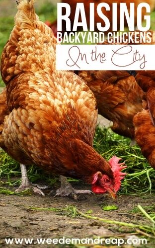 Chickens In The City, City Chickens, Urban Chicken Farming, Raising Turkeys, Baby Chicks Raising, Urban Chickens, Raising Backyard Chickens, Egg Production, Keeping Chickens