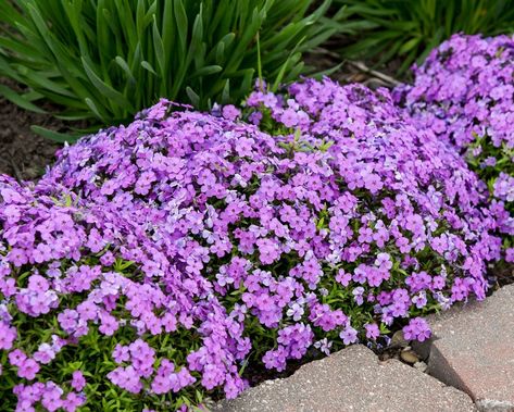 Proven Winners on Instagram: “You asked: Any advice for perennials that make good edging? We answered: Sure! Here are 10 great hardy plants that make a low and tidy…” Purple Plants, Growing Gardens, Proven Winners, Hardy Plants, Bright Purple, Made Goods, Perennials, Herbs, Purple