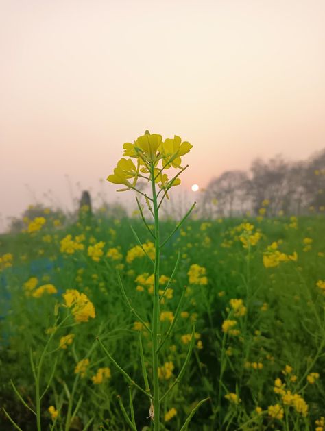 Bottel Craft, Village Pic, Islamic Library, 480x800 Wallpaper, Punjabi Culture, Natural Photography, Floral Aesthetic, Flowers Orange, Beautiful Flowers Photography