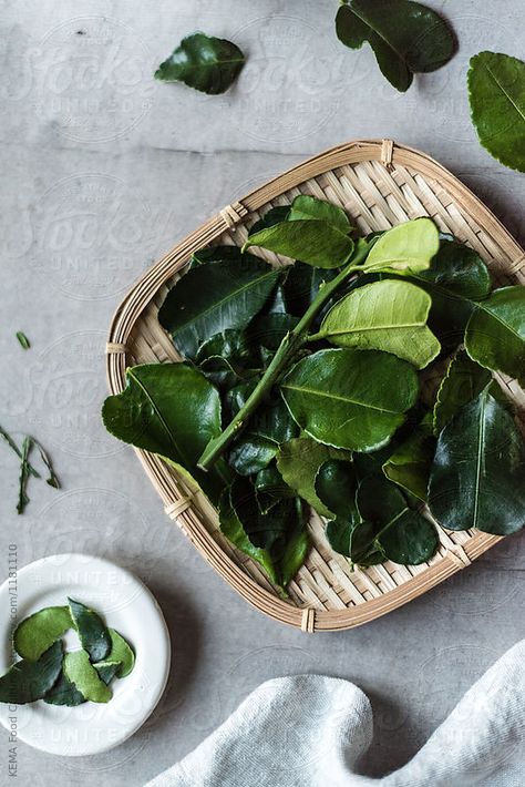 Kaffir Lime Leaves by KEMA Food Culture | Stocksy United Lime Leaves, Lime Leaf Recipe, Lime Leaves Recipe, Citrus Leaves, Lime Reference Photo, Frozen Lime Margarita Recipe, Lime Juice Margarita, Lime Margarita Recipe, Flavored Margaritas