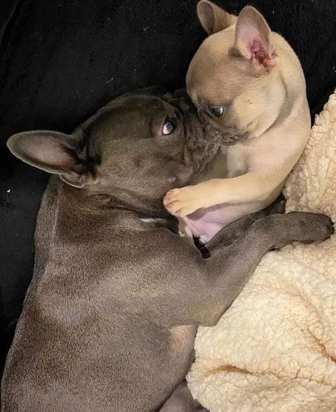 French Bulldog Puppies Aesthetic, French Bulldogs, French Bulldog Photography, Cute Dog Quotes, French Bulldog Funny, Frenchie Memes Funny, Frenchie Bulldog, French Bulldog Dog, Dog Photoshoot