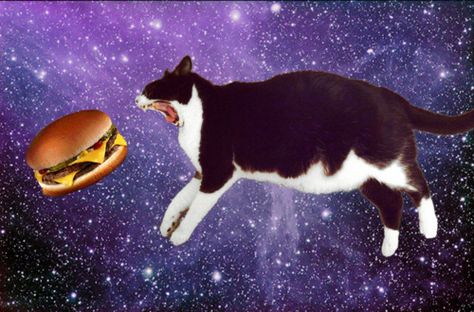 The only time I like cats. When they're in space. Eating cheeseburgers. Cat From Outer Space, Cats Tumblr, Teacup Pigs, Giant Cat, Taco Cat, Galaxy Cat, Mini Pigs, Kitty Wallpaper, Space Cat