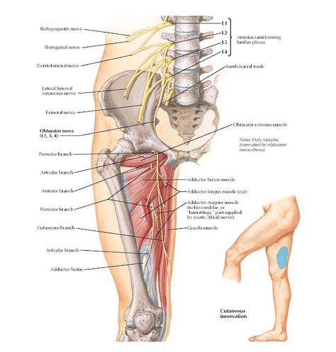 Obturator Nerve Anatomy   Iliohypogastric nerve, Ilioinguinal nerve, Genitofemoral nerve, Lateral femoral cutaneous nerve, Femoral nerve,... Obturator Nerve, Femoral Nerve, Nerve Anatomy, Hip Problems, Spinal Nerve, Cranial Nerves, Spine Health, Nerve Pain Relief, Muscle Anatomy