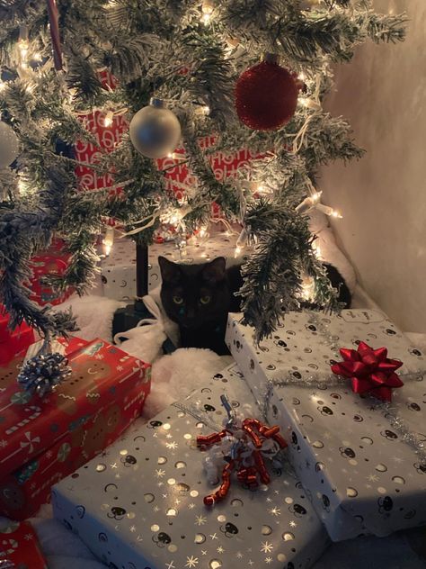 Christmas Black Cat Wallpaper, Christmas Kittens Cute, Cats In Winter, Christmas Aesthetic Cat, Christmas Cats Aesthetic, Christmas Cats Wallpaper, Christmas Black Cat, Cats And Christmas Trees, Christmas Kitty