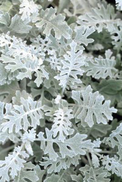 Choosing perennial plants that have interesting leaves as well as beautiful flowers helps make a garden colorful from spring through fall. Blooming times for perennials are usually between three and six weeks long, so contrasts, such as fuzzy, silver-gray leaves, help set off green-leaved plants and their flowers. ... Drought Tolerant Annuals, Cold Climate Gardening, Silver Plant, Deer Resistant Plants, Potato Vines, Plant Problems, Dusty Miller, Moon Garden, Annual Flowers