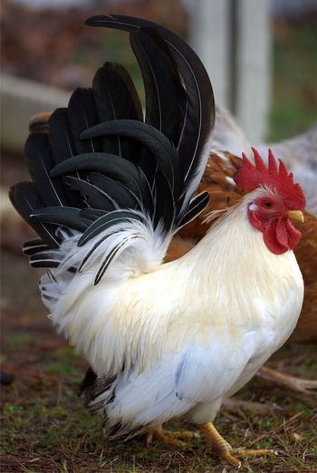 Chicken Breed Focus - Japanese Bantam Bantam Chicken Breeds, Japanese Chicken, Bantam Chickens, Chicken Pictures, Fancy Chickens, Rooster Painting, Chickens And Ducks, Chicken Houses, Beautiful Chickens