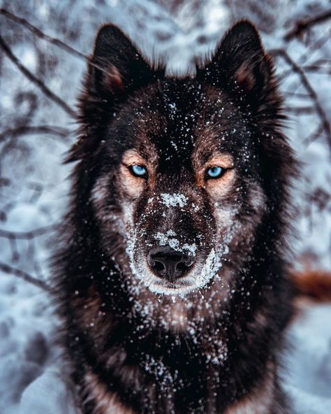 Lup Singuratic, Wild Animals Photography, Joey Tribbiani, Siberian Huskies, Really Cute Dogs, Pretty Dogs, Cute Animals Images, Pretty Animals, Wild Dogs