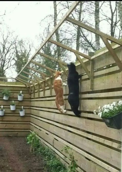 30+ DIY Catio Ideas That Are Totally Pawsome - PetHelpful Pet Friendly Backyard, Katt Diy, Katt Grejer, Cat Fence, Cat Patio, Outdoor Cat Enclosure, Cat Run, Cat Proofing, Cat Playground