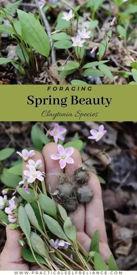 Foraging Spring Beauty: Edible Wild Plants of North America - If you're an adventurous forager looking to start your spring off on the right foot, look no further than foraging for the tasty and beautiful edible plants known as spring beauties! With their tiny tubers that taste like potatoes, succulent leaves, and edible flowers, this edible wild plant should be on your spring foraging bucket list. You'll love wild food foraging spring beauty this season! Spring Foraging, Medicinal Weeds, Medicinal Wild Plants, Food Foraging, Wild Foraging, Succulent Leaves, Chicken Of The Woods, Wild Food Foraging, Medicinal Herbs Garden