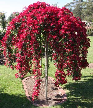 Weeping Roses - Nurseries Online Standard Roses Front Garden, Weeping Plants, Ornamental Trees Landscaping, Garden Shelf, Standard Roses, Trees For Front Yard, Rose Tree, Tree Peony, Rose Gardens