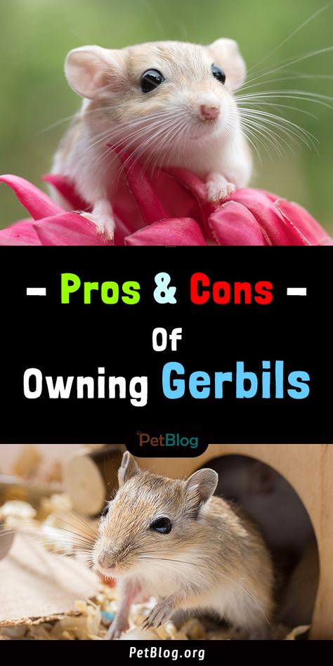 Do Gerbils Make Good Pets? - Pros and Cons of Owning a Gerbil Gerbil Playpen, Gerbil Enrichment, Pet Gerbils, Gerbil Habitat, Gerbil Cages, Dust Bath, Pet Blog, Pet Pigs, Gerbil