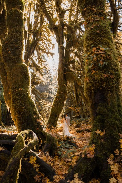 Bride and groom walking through the Hoh Rainforest during their fall elopement day in Olympic National Park Hoh Rainforest Elopement, Forest Micro Wedding, Olympic National Park Wedding, Cheap Elopement Ideas, Olympic National Park Elopement, Rainforest Elopement, Redwood Elopement, Emo Wedding, Elopement Forest