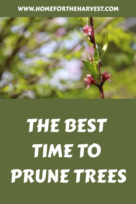 The best time to prune trees: Seasonal considerations for tree trimming How To Prune Cherry Trees, Pruning Trees How To, When To Prune Blackberry Bushes, When To Prune Fruit Trees, Pruning Raspberries Fall, Tree Facts, Prune Fruit, Pruning Fruit Trees, Pruning Tools