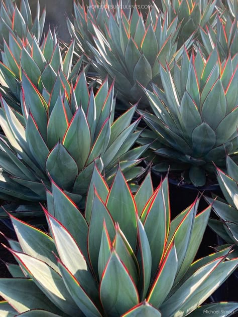 Agave 'Blue Glow' aka Agave 'Shaka Zulu' (Photo by Michael Simon. Used with permission. All rights reserved.) #agave #succulent #succulents #cactiandsucculents #succupedia #worldofsucculents Huge Succulents, Privacy Fence Landscaping, Agave Blue Glow, Blue Agave Plant, Succulent Garden Landscape, Technology Website, Front Garden Landscape, Succulent Landscaping, Rock Garden Design