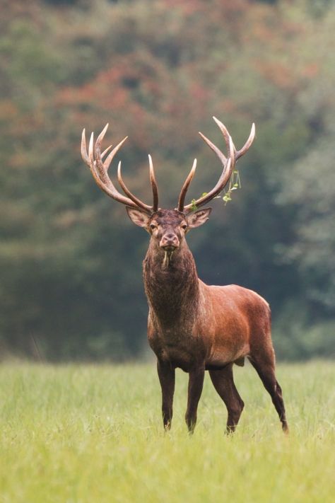 Red deer stag standing on meadow with gr... | Premium Photo #Freepik #photo #nature #animal #red #forest Red Deer Stag, Deer Photos, Animal Accessories, Wildlife Pictures, Animal Print Wallpaper, Animals Dog, Deer Stags, Rare Animals, Red Deer