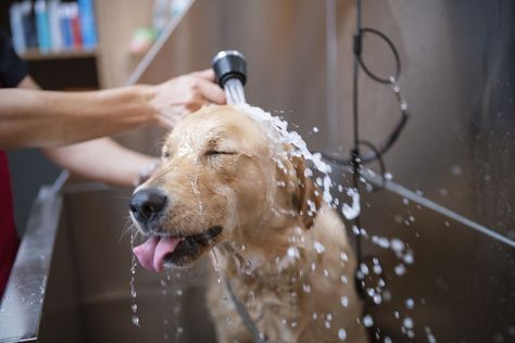 A DIY dog washing station lets you safely clean your dog without dirtying tubs or showers. Learn how to build a DIY dog washing station. Itching Remedies, Diy Dog Wash, Dog Itching Remedies, Mobile Dog Grooming, Dog Wash Station, Pete The Cat Costume Diy, Dog Sleeping Positions, Pete The Cat Costume, Loyal Dog Breeds