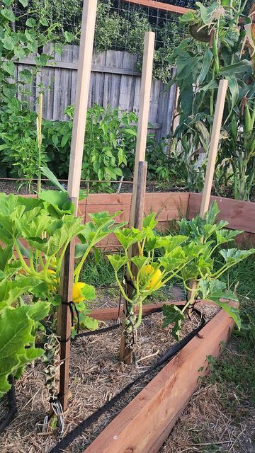 Ash 👨‍🌾🇦🇺 Home Gardener on Instagram: "This year I'm growing my zucchini and squash vertically and I must say it's how I'll be doing it from now on. I've just trimmed the lower leaves and added more string to support them growing up. This bed has been suffering from infrequent watering as it wasn't hooked up to the automatic system. I've added in the black weeper hose from @hoselinkofficial and hooked it onto the automatic tap timer to make sure it's getting a regular water 💧 The flower gar Zucchini Trellis, Growing Zucchini Vertically, Zucchini Pasta Recipes, Zucchini And Squash, Zucchini Recipes Baked, Growing Zucchini, Zucchini Recipes Healthy, Zucchini Banana Bread, Healthy Bread Recipes