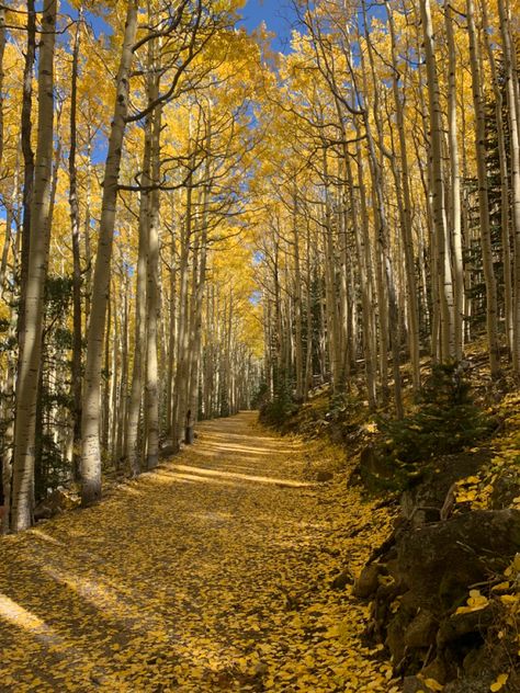 Flagstaff Arizona Aesthetic, Flagstaff Aesthetic, Arizona Autumn, Weekend Aesthetic, Fall Collage, Arizona Aesthetic, Colorado Fall, Flagstaff Arizona, Telluride Colorado