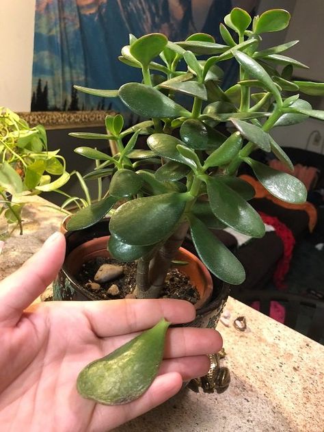 Jade Plant Leaves Falling Off: 8 Major Reasons and Solutions | Balcony Garden Web Propagating Jade, Companion Planting Vegetables, Small House Garden, Orchid Leaves, Herb Containers, Leaves Falling, Jade Plant, Container Vegetables, Herb Garden Design