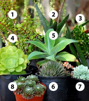 Succulents in Shady Places - San Diego Home/Garden Lifestyles Succulents Outdoor, Succulent Garden Outdoor, Succulent Landscaping, Succulent Garden Diy, Succulent Gardening, Succulents Indoor, Agaves, Cactus Garden, Best Garden