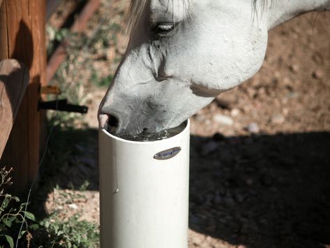 Drinking Post Ultimate Automatic Horse & Livestock Waterer - System Equine Automatic Horse Waterer, Automatic Waterer, Automatic Watering System, Run In Shed, Horse Shop, Horse Supplements, Horse Therapy, Round Pen, Free Horses