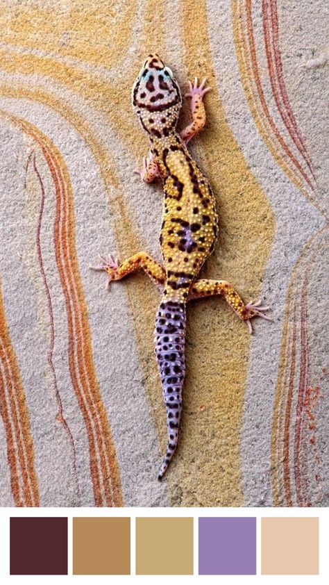 Leopard gecko color pallete Leopard Gecko Illustration, Leopard Gecko Photography, Leopard Gecko Drawing, Colourful Lizard, Leopard Gecko Art, Gecko Painting, Spotted Gecko, Colorful Gecko, Angel Logo