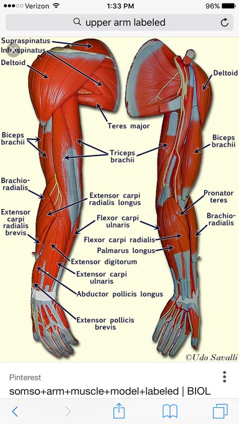 Body Muscle Anatomy, Bio Lab, Muscle Diagram, Arm Anatomy, Human Muscle Anatomy, Anatomy Bones, Basic Anatomy And Physiology, Yoga Anatomy, Anatomy Models