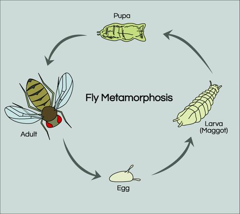 Fruit Fly Life Cycle Life Cycle Of A Fly, Fly Life Cycle, Fruit Fly, Sewing Machine Basics, Fruit Flies, Science Project, Science Fair, Life Cycle, Science Projects