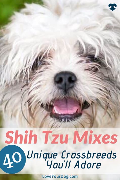 Shih Tzu Mix Breeds, Yorkie Shih Tzu Mix, Pomeranian Mix Puppies, Small Mixed Breed Dogs, Shitzu Mix, Shih Tzu Poodle Mix, Shih Tzu Pomeranian, Shih Tzu Breeders, Shih Tzu Bichon